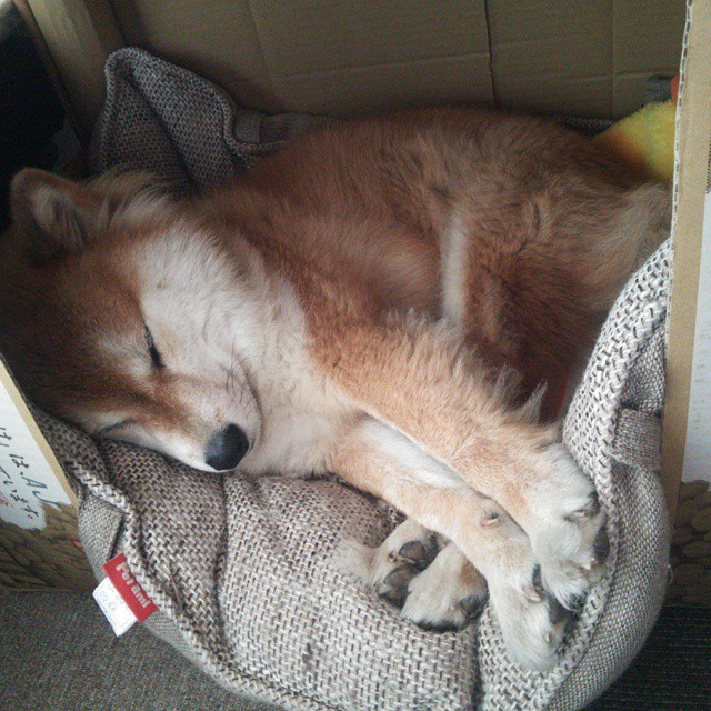 JIU YOU GAME-新疆男篮主帅战术布置灵活应对多变局势，新疆男篮队员介绍