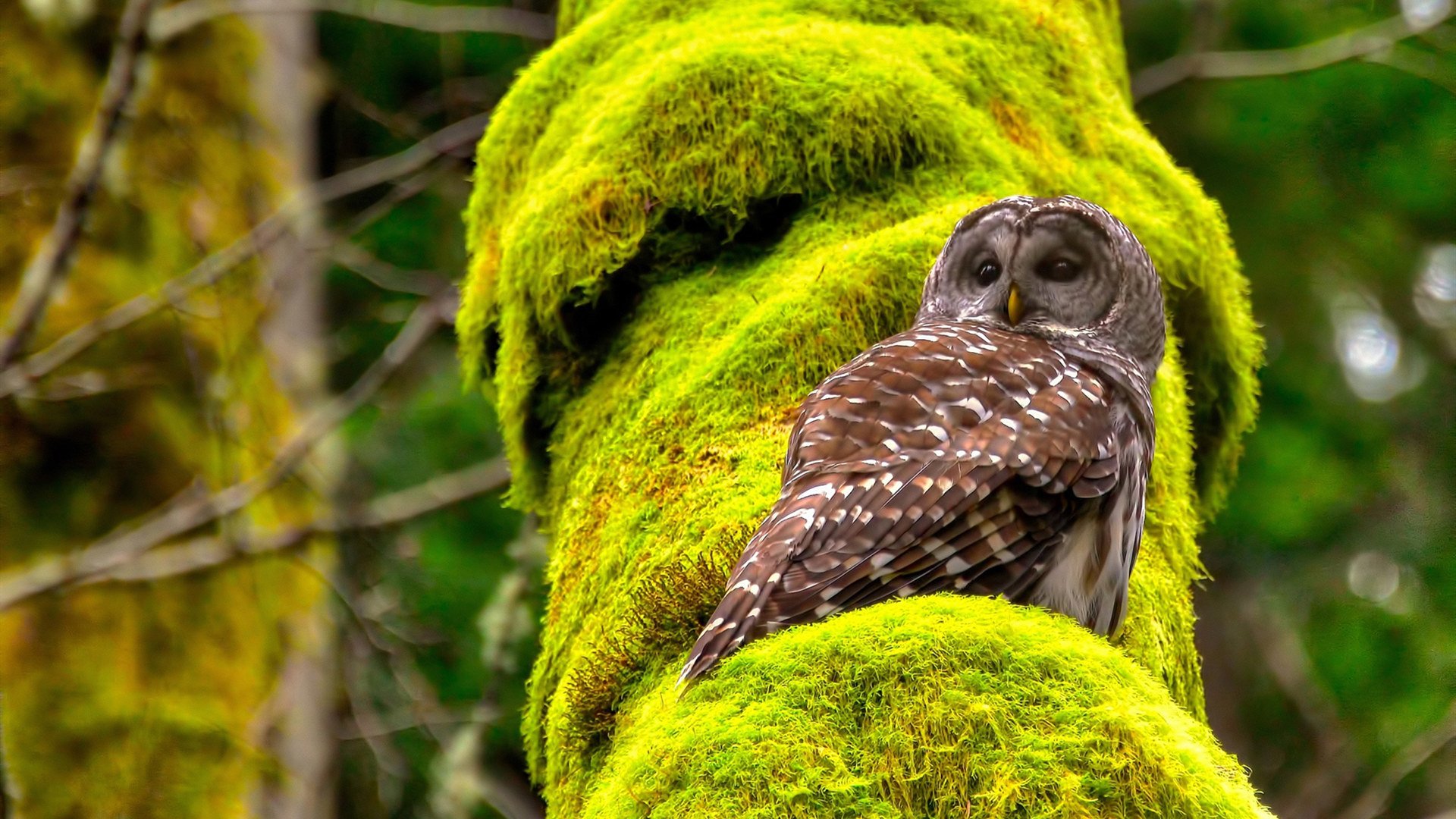 九游官网pc-瑞典队乒乓战术：灵活站位与快速转换，瑞典乒乓球队员名单