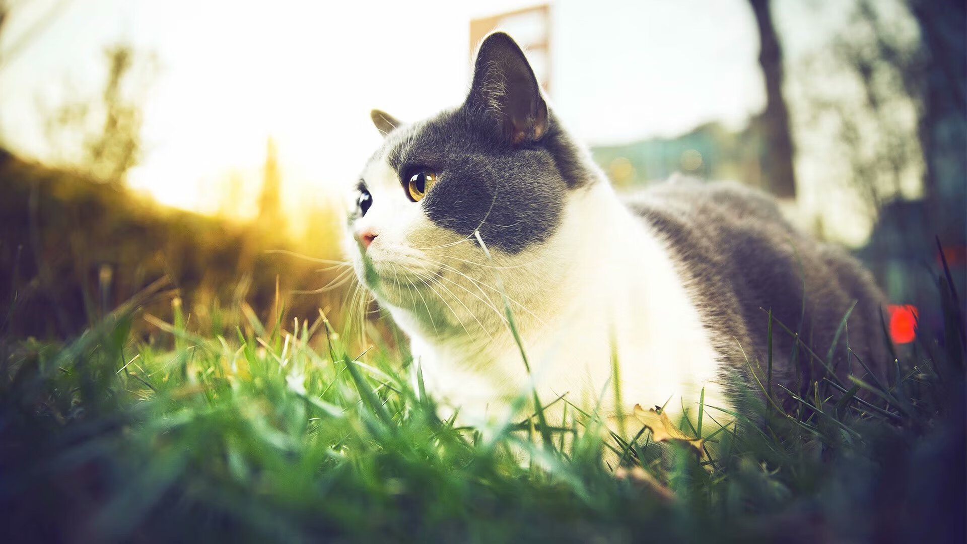 九游9游-篮球动漫作品走红助推青少年文化传播，篮球动漫推荐