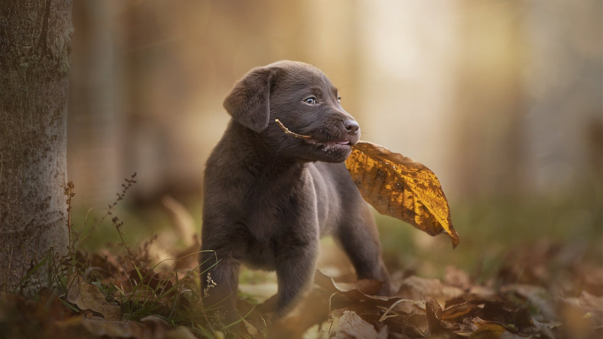 九游网页版官网入口-伯科夫泳姿优雅，动作精准，伯纳科夫