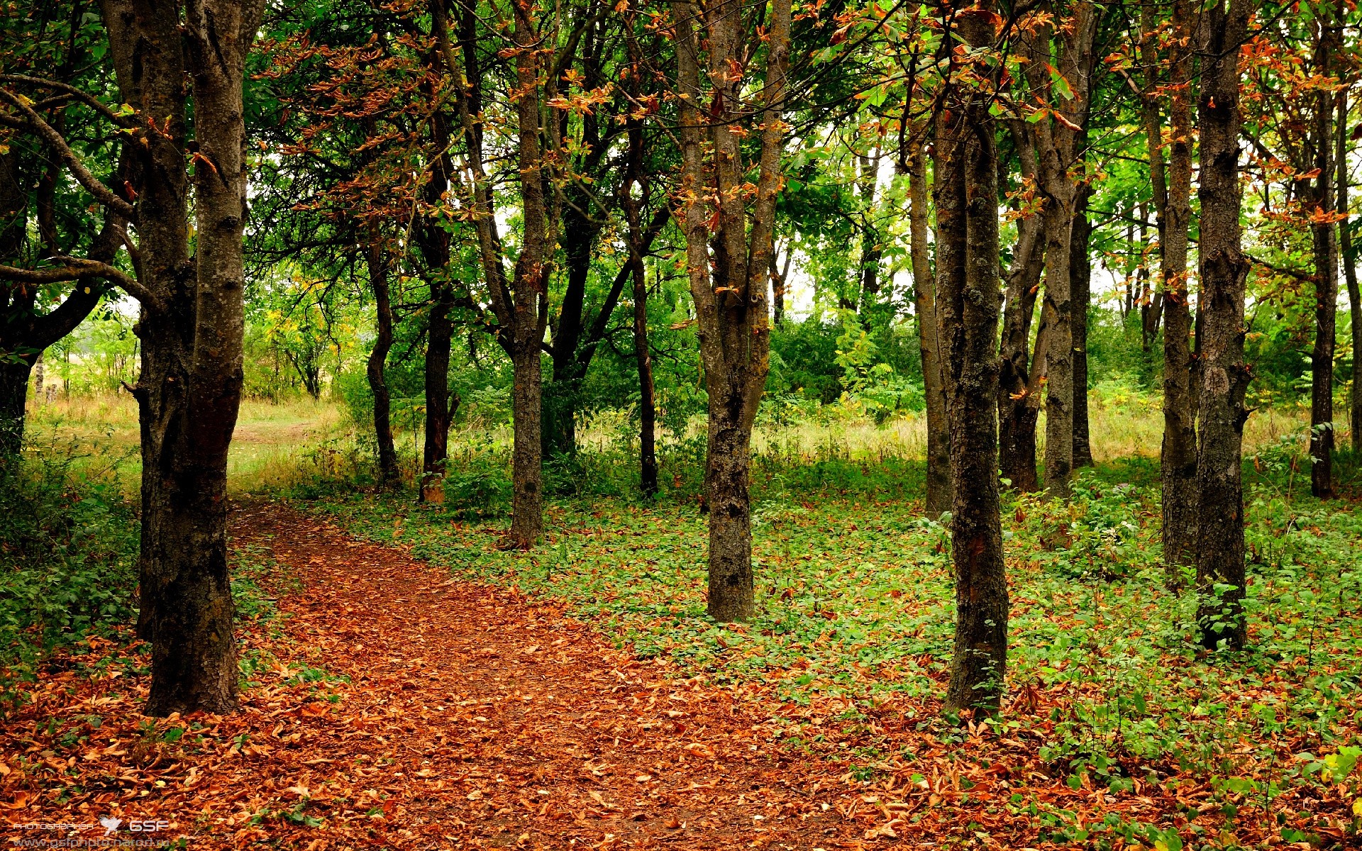 意甲快速反击:一瞬突破,得分辉煌!,意甲最快速度