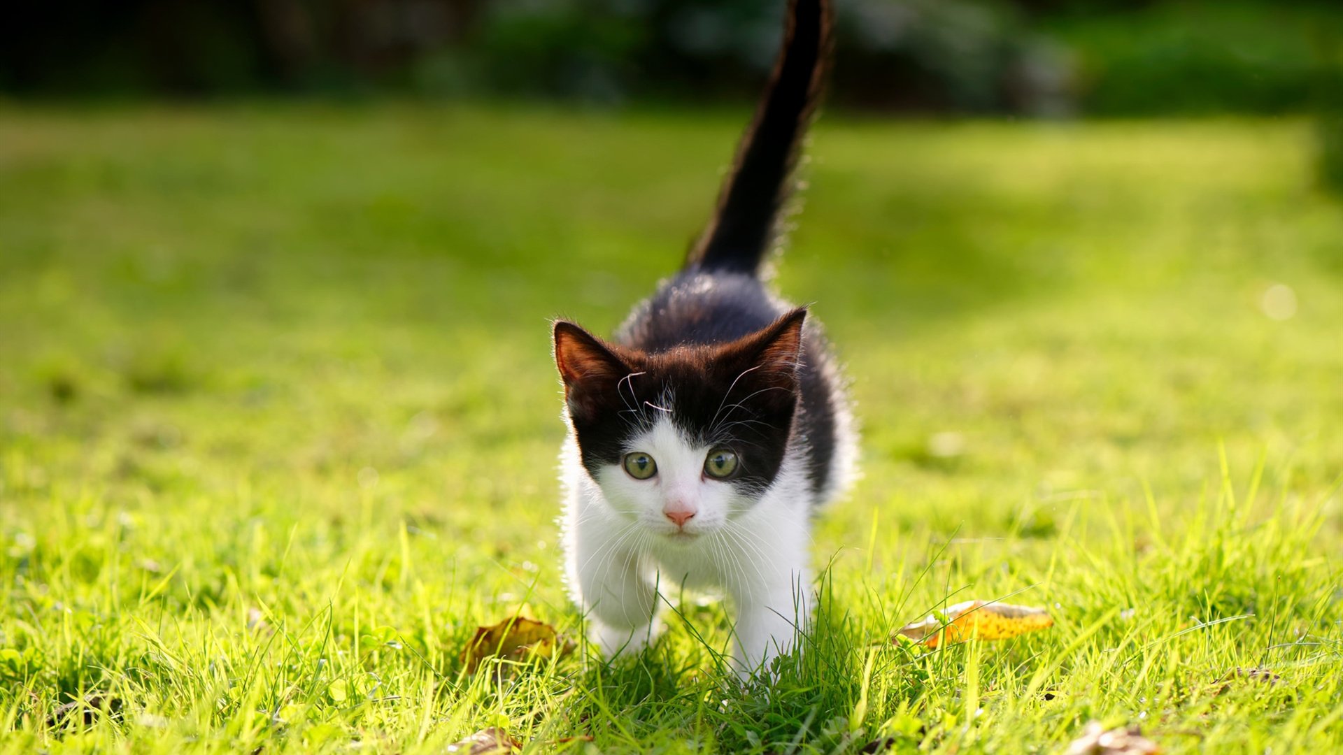 法甲新星崛起：未来领军人！，法甲新赛季前瞻