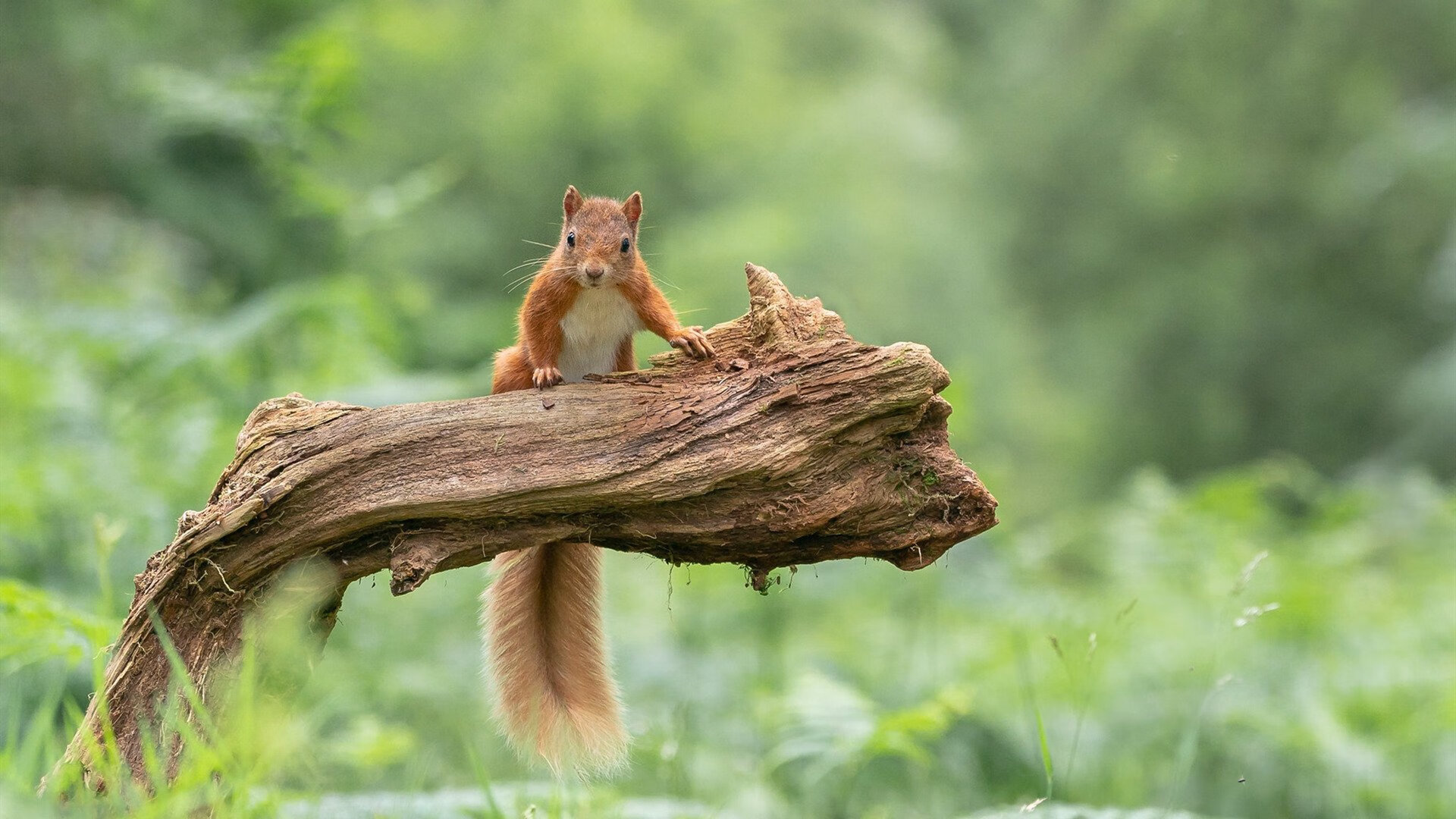 篮球漫画创作比赛落幕优秀作品展现浓厚篮球文化底蕴,篮球漫画形象