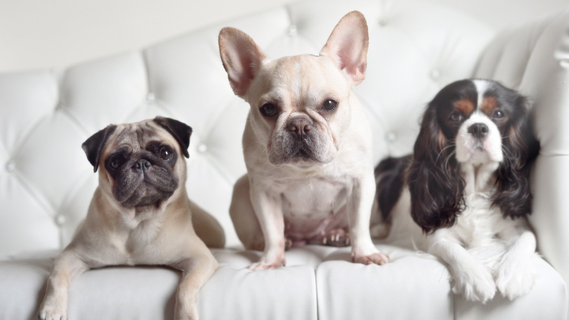 九游（jiuyou.com）游戏-马拉维男篮在非洲锦标赛中再次夺冠，彰显劲旅实力，马拉维是非洲哪个国家城市